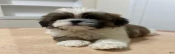 Shih Tzu dogs for sale: Dunkun - Ad 1