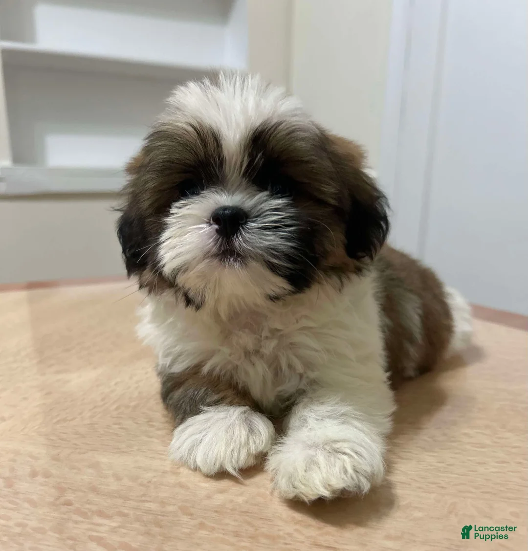 Shih Tzu dogs for sale: Dunkun - Ad 1