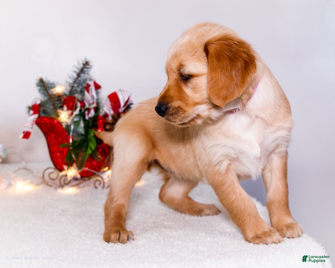 Golden Retriever dogs for sale: Jenny - Ad 11