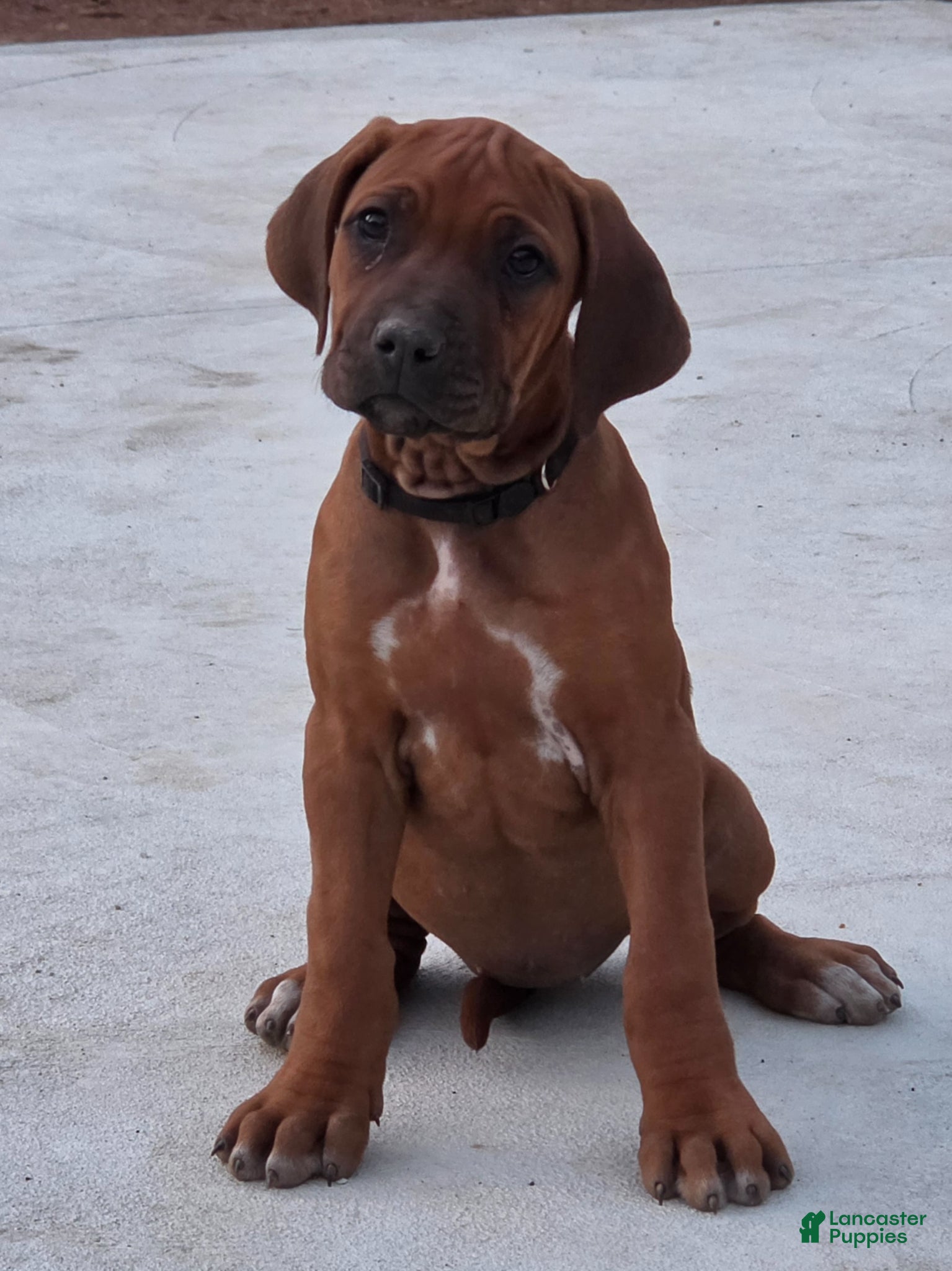 Rhodesian Ridgeback dogs Rhodesian Ridgeback Puppy 5 - Ad 1