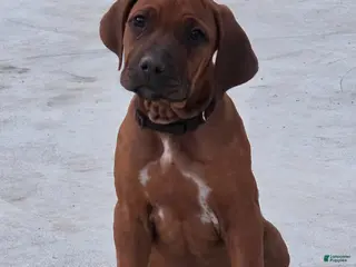 Rhodesian Ridgeback dogs for sale: Rhodesian Ridgeback Puppy 5 - Ad 2