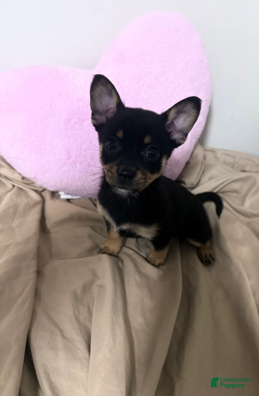 Pomchi dogs for sale: Pomchi Puppy 5 - Ad 1