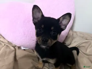 Pomchi dogs Pomchi Puppy 5 - Ad 1