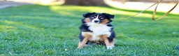 Miniature Australian Shepherd dogs for sale: George - Ad 7