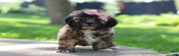 Shih Tzu dogs for sale: Fiona - Ad 7