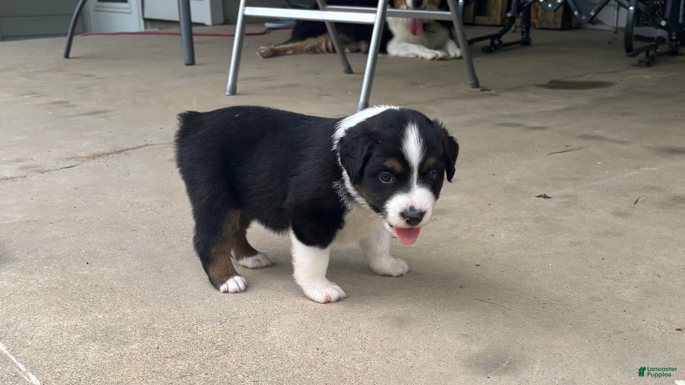 Miniature Australian Shepherd dogs for sale: #7 Black Tri Male - Ad 1