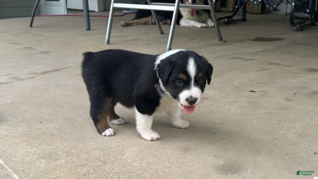 Miniature Australian Shepherd dogs for sale: #7 Black Tri Male - Ad 1