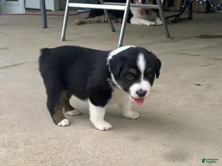 Miniature Australian Shepherd dogs for sale: #7 Black Tri Male - Ad 1