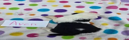 Sheepadoodle dogs for sale: Sheepadoodle 2 - Ad 4