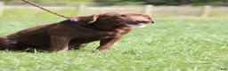 Labrador Retriever dogs for sale: Labrador Retriever 1 - Ad 3