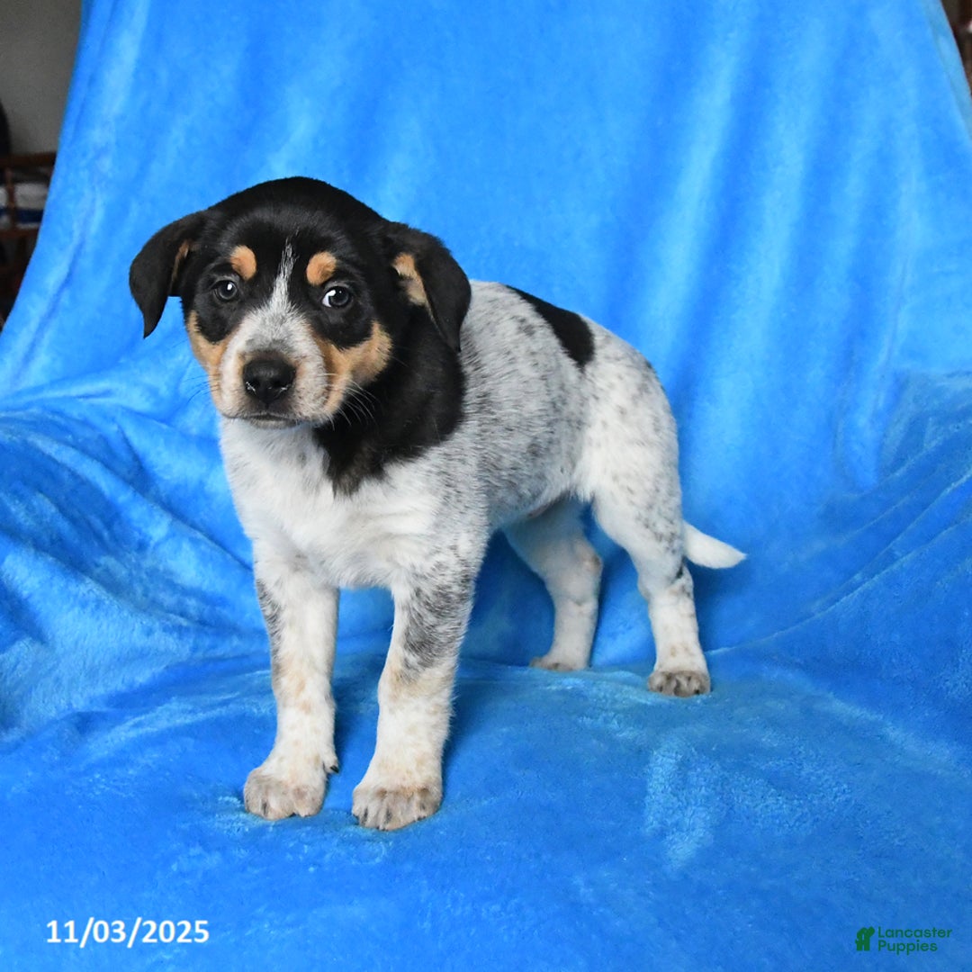 Australian Cattle Dog dogs for sale: Sandy - Ad 2