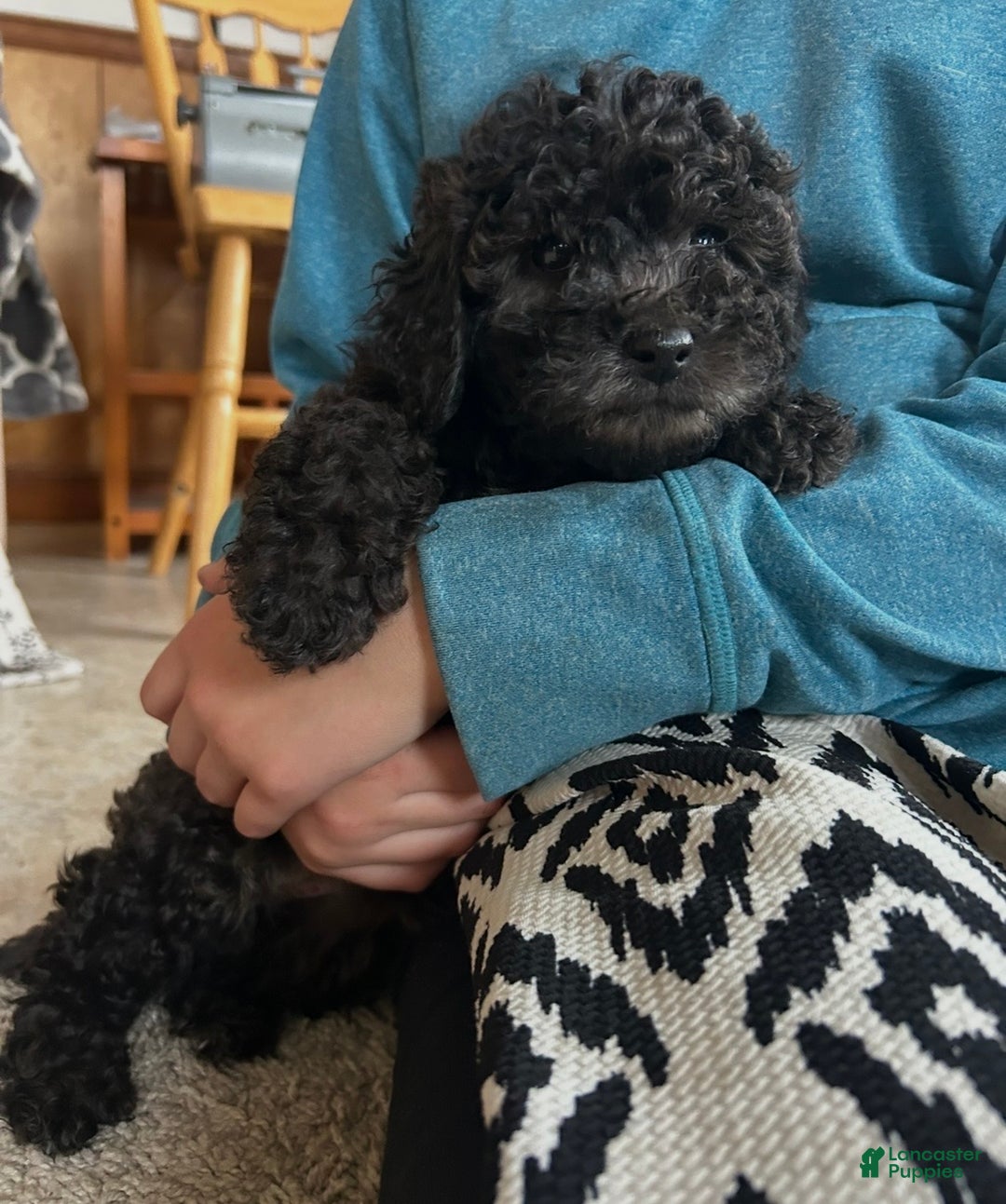 Cockapoo dogs for sale: Bella - Ad 3