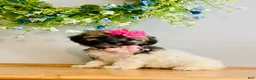 Havanese dogs for sale: Toy sized Luna - Ad 4