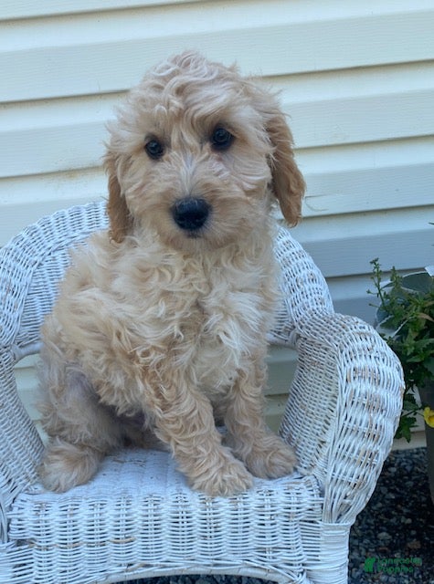 Mini Goldendoodle dogs Lenny - Ad 1