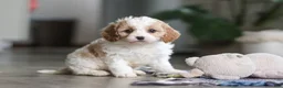 Miniature Poodle dogs for sale: Ava - Ad 6