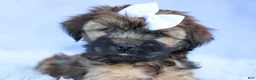 Shorkie dogs for sale: SALLY - Ad 5