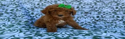 Cavapoo dogs for sale: Ava - Ad 3