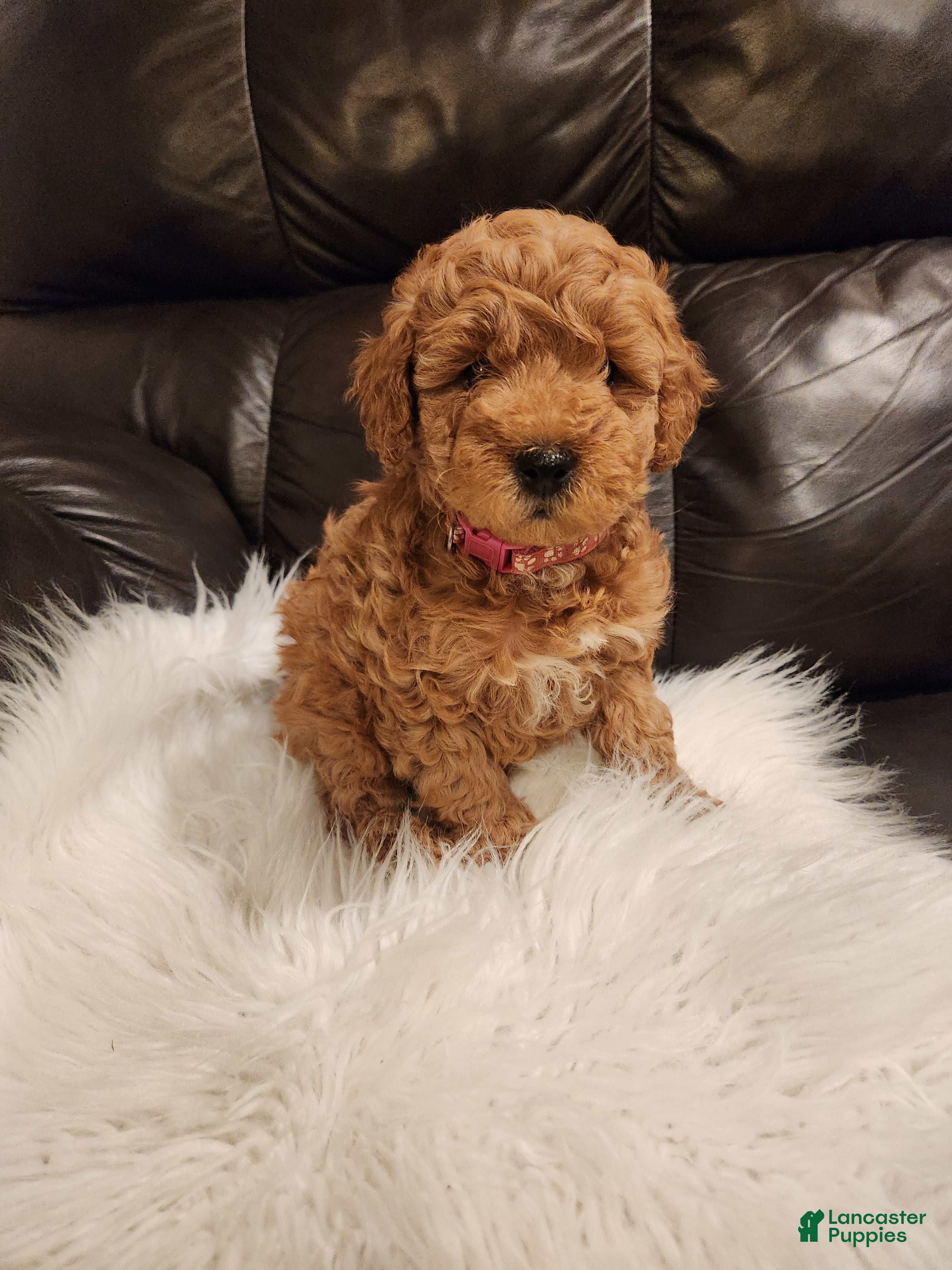 Mini Bernedoodle dogs COOKIE - MINI BERNEDOODLE LOVELY PUPPY (RICHLAND, PA) - F1BB - Ad 1