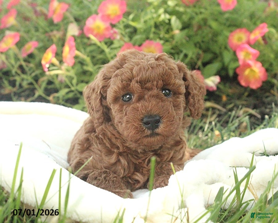 Miniature Poodle dogs Riley - Ad 2