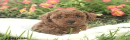 Miniature Poodle dogs for sale: Riley - Ad 2