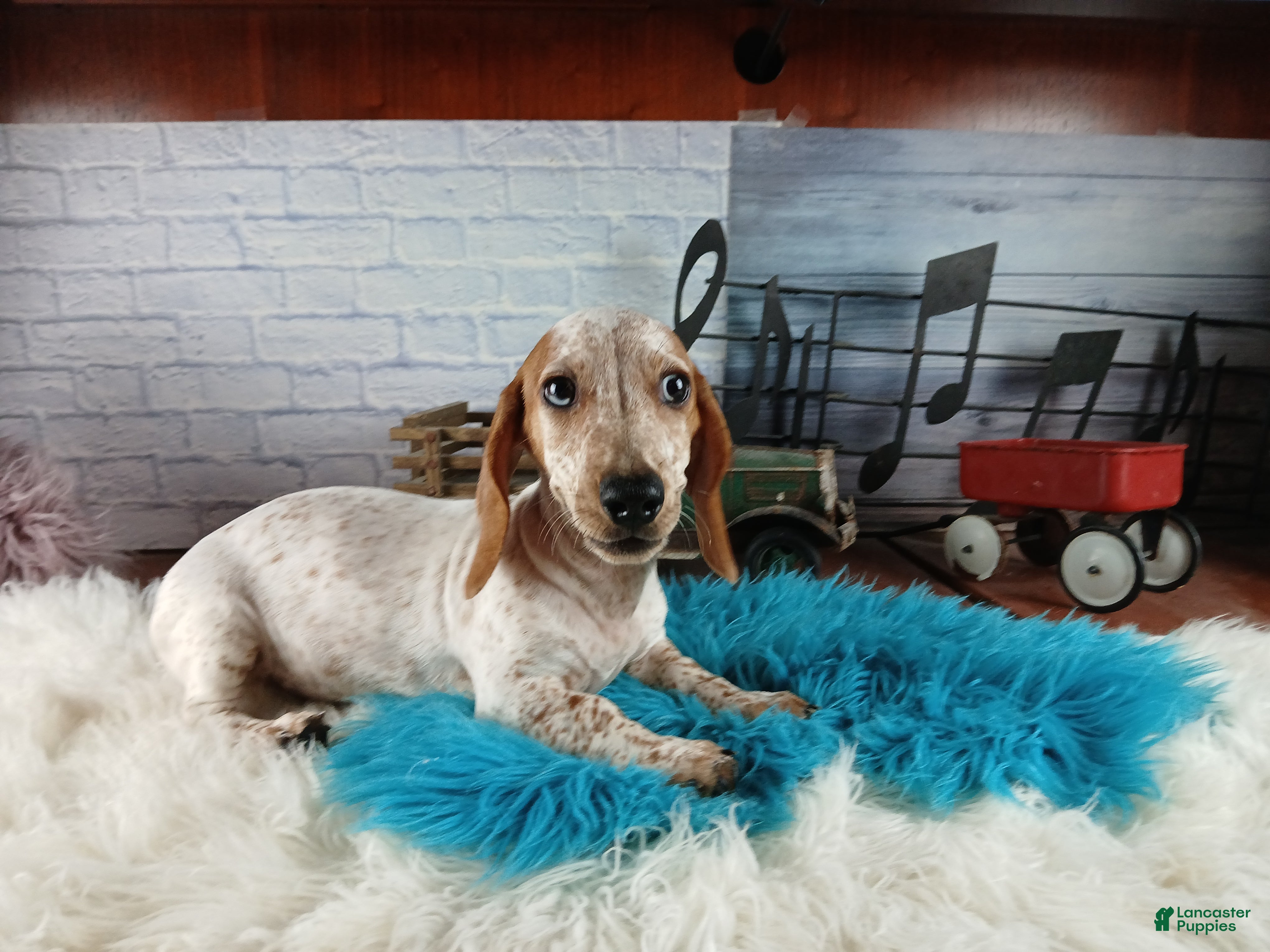 Miniature Dachshund dogs Sugar pies blue eyed white boy. Hand delivery  - Ad 16