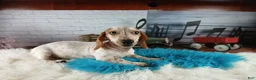 Miniature Dachshund dogs for sale: Sugar pies blue eyed white boy. Hand delivery  - Ad 1