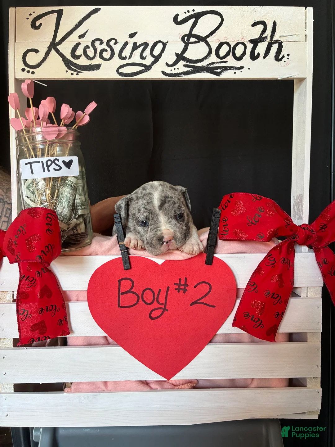 Olde English Bulldogge dogs for sale: Olde English Bulldogge Puppy 2 - Ad 8