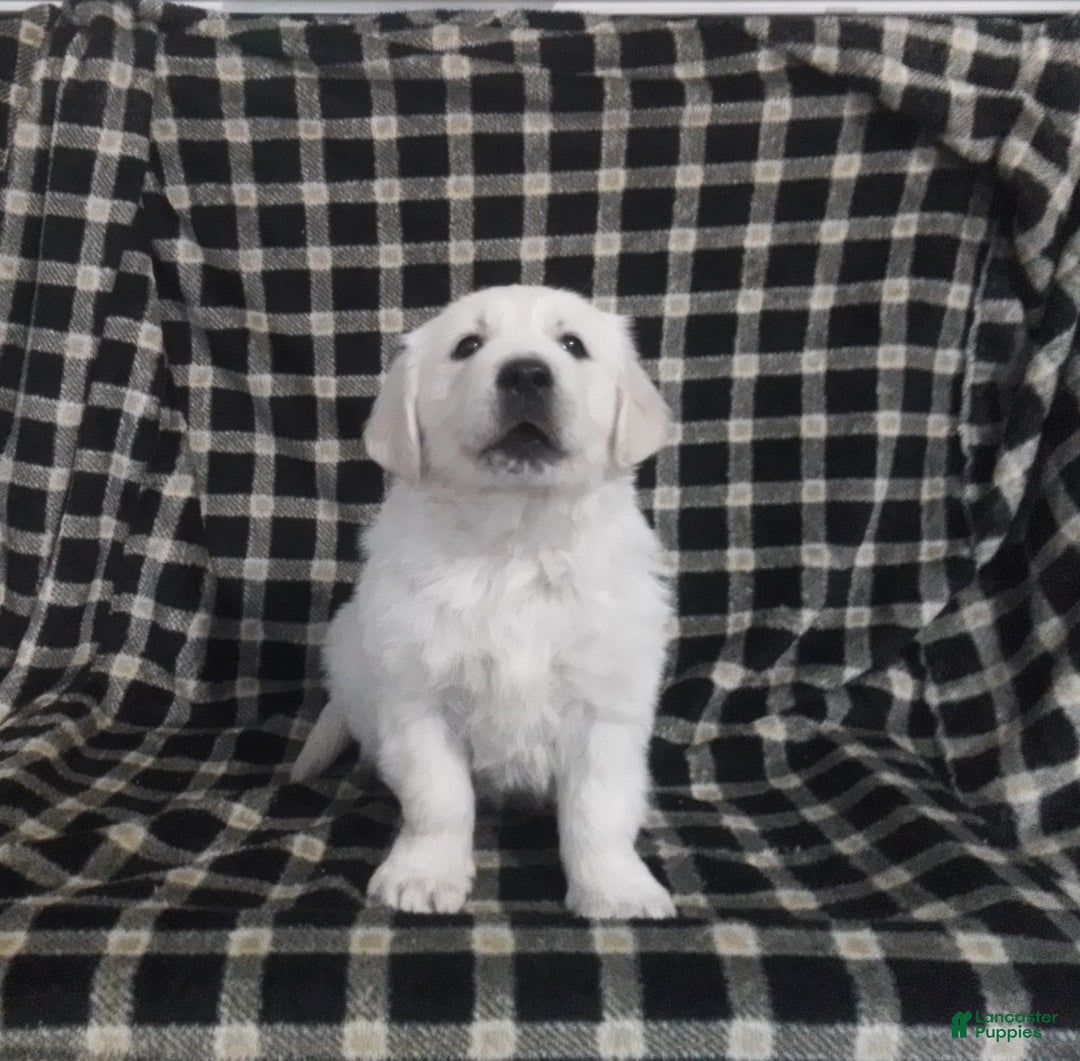 Golden Retriever dogs for sale: Golden Retriever Puppy 1 - Ad 5