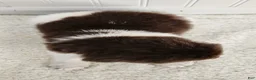 Newfoundland dogs for sale: AKC Ellen - Ad 7