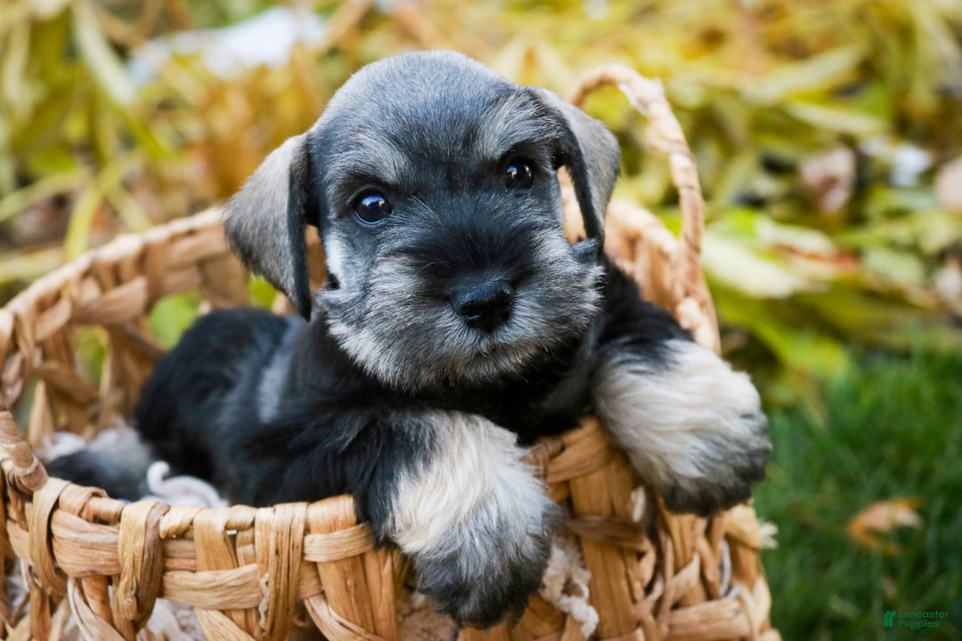 Miniature Schnauzer dogs for sale: Holly - Ad 3