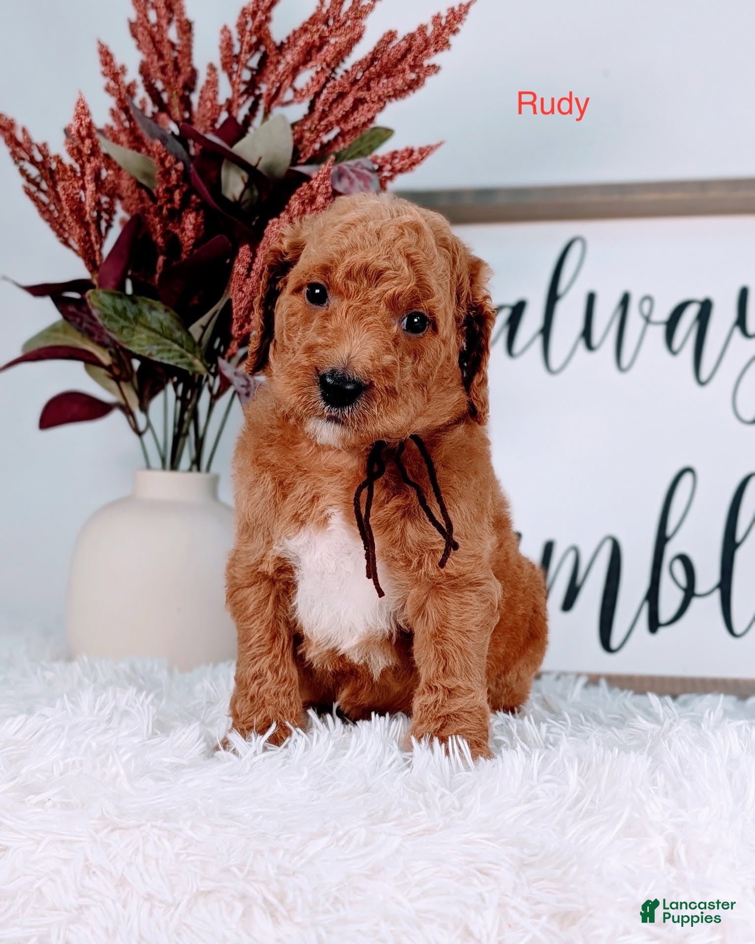 Goldendoodle dogs Rudy  - Ad 9