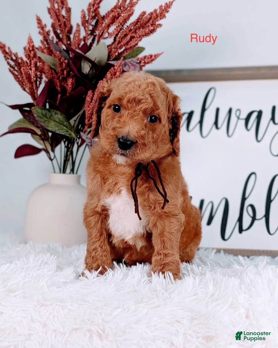 Goldendoodle dogs for sale: Rudy  - Ad 1