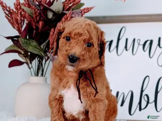 Goldendoodle dogs Rudy - Ad 9