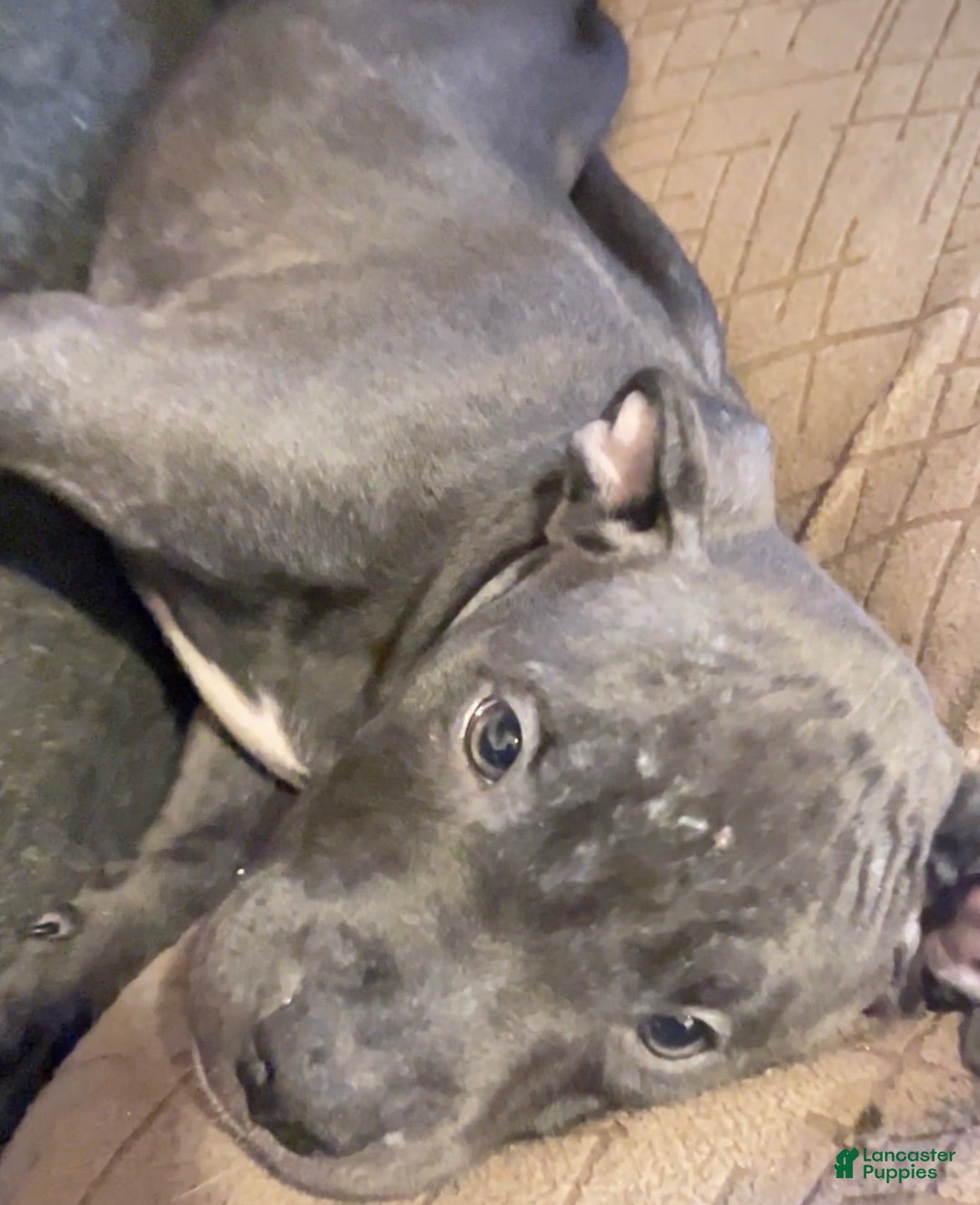 American Pit Bull Terrier dogs America - Ad 1