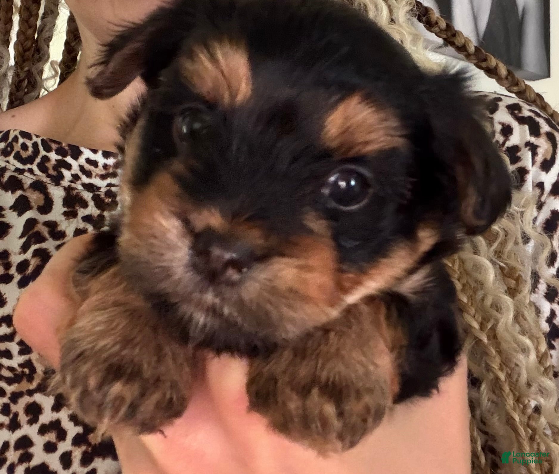 Yorkshire Terrier dogs Yorkshire Terrier Puppy 1 - Ad 37