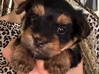 Yorkshire Terrier dogs Yorkshire Terrier Puppy 1 - Ad 37