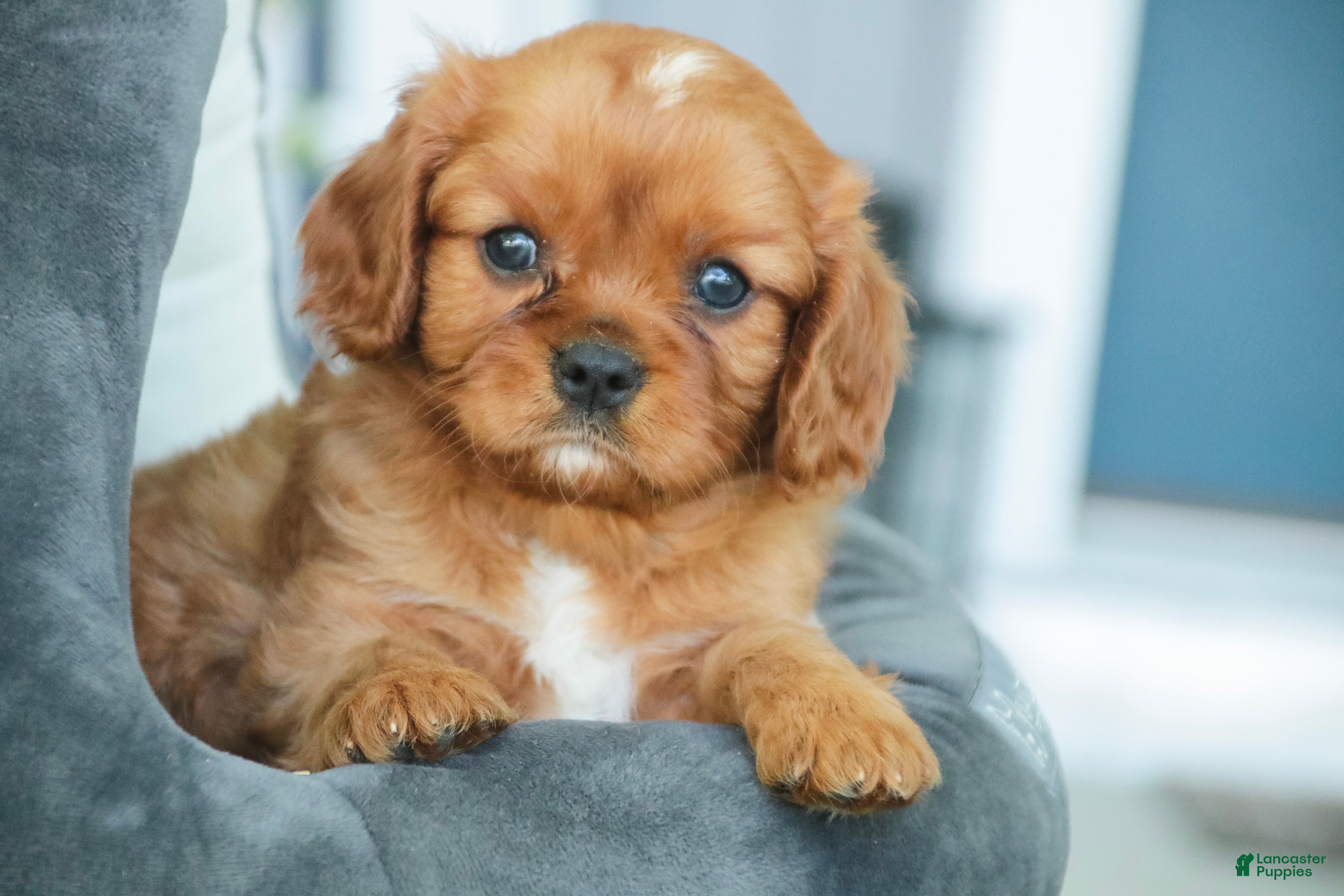 Cavalier King Charles Spaniel dogs for sale: Grady Cavalier King Charles Spaniel  - Ad 4