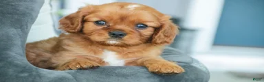 Grady Cavalier King Charles Spaniel 