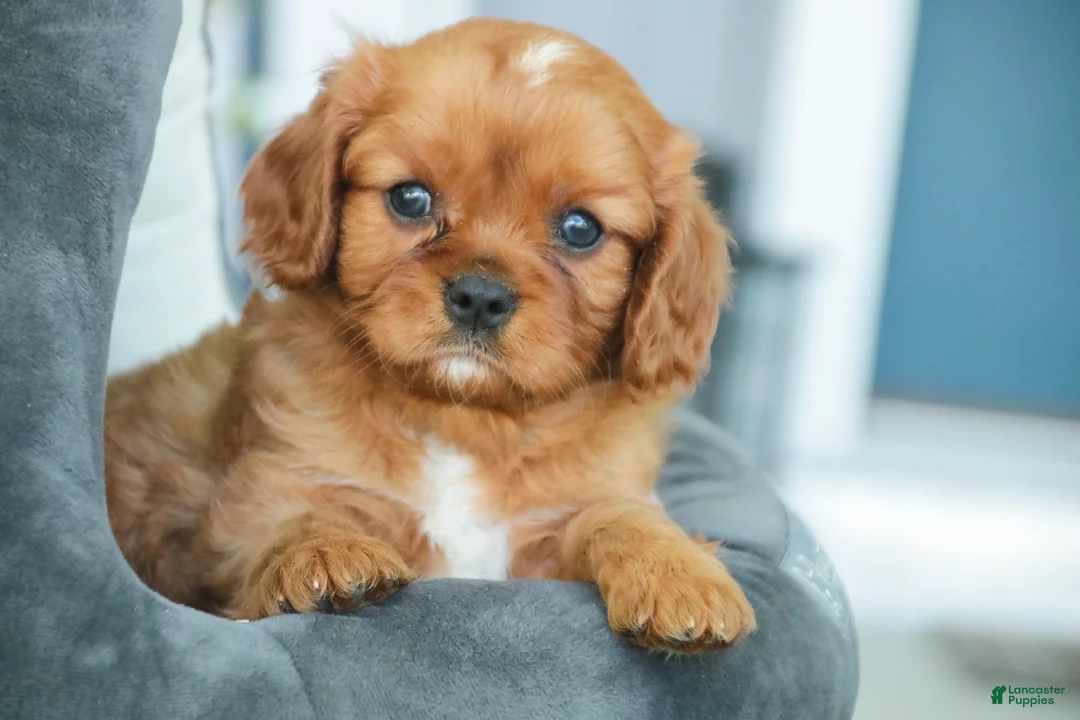 Cavalier King Charles Spaniel dogs for sale: Grady Cavalier King Charles Spaniel  - Ad 1