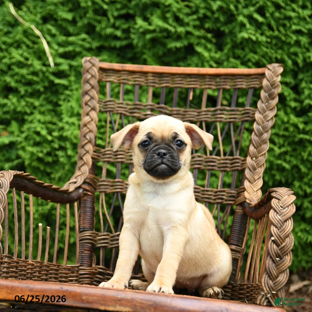 Jug dogs for sale: Kiki - Ad 1