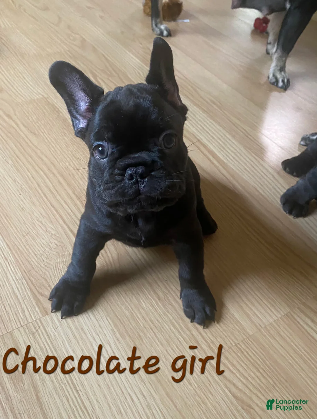 French Bulldog dogs for sale: French Bulldog Puppy 4 - Ad 1