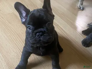 French Bulldog dogs Elinor - French Bulldog Puppy 4 - Ad 37