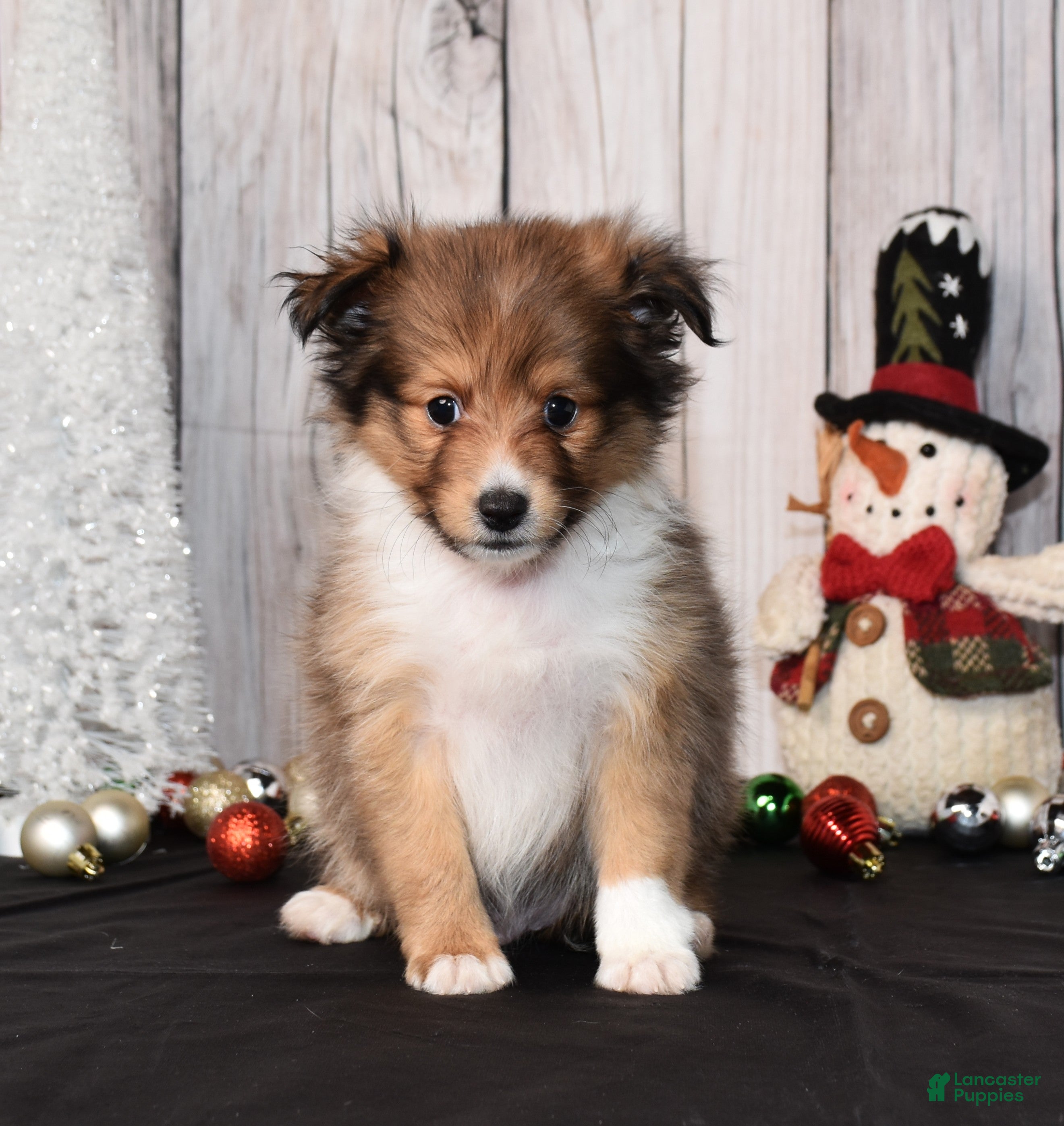Shetland Sheepdog dogs Harlow - Ad 4