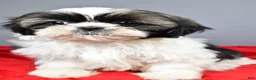 Shih Tzu dogs for sale: Peggy - Ad 7