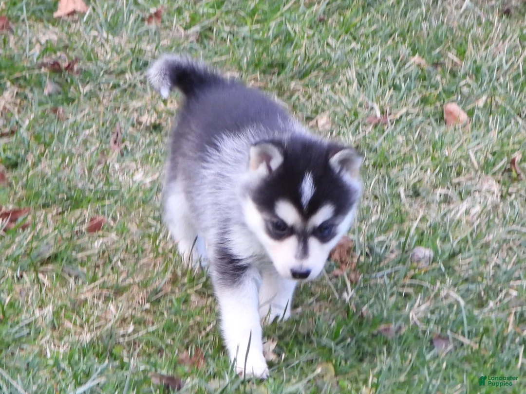 Pomsky dogs for sale: Emily - Ad 3