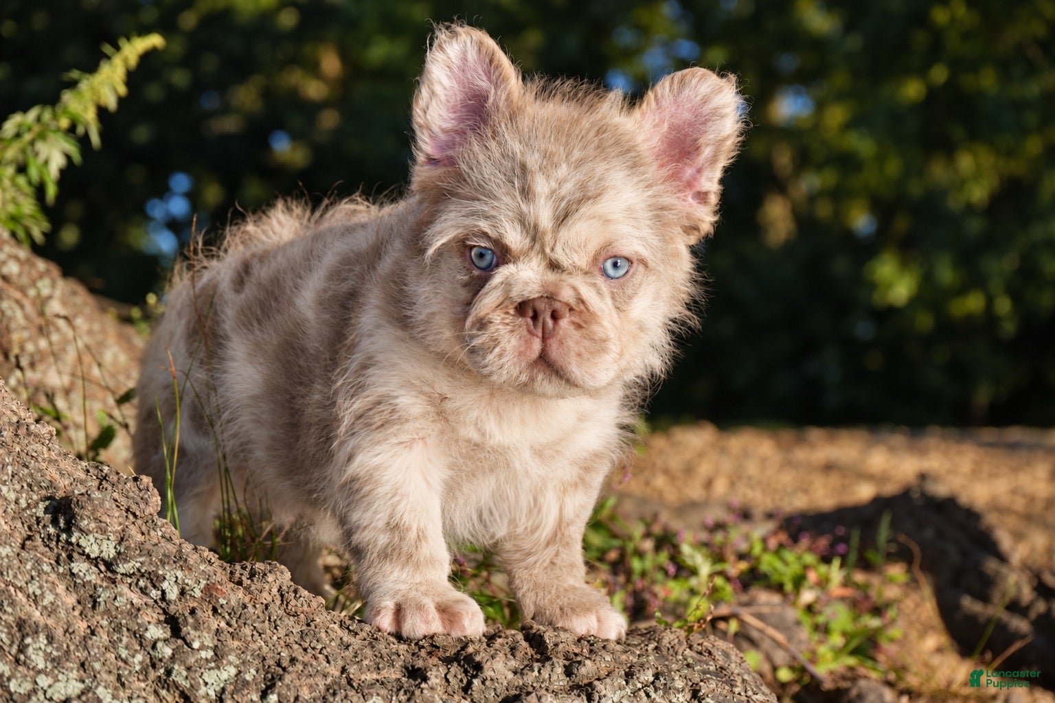 French Bulldog dogs O’CONNER Isabella Merle Floodle fluffy male  - Ad 1
