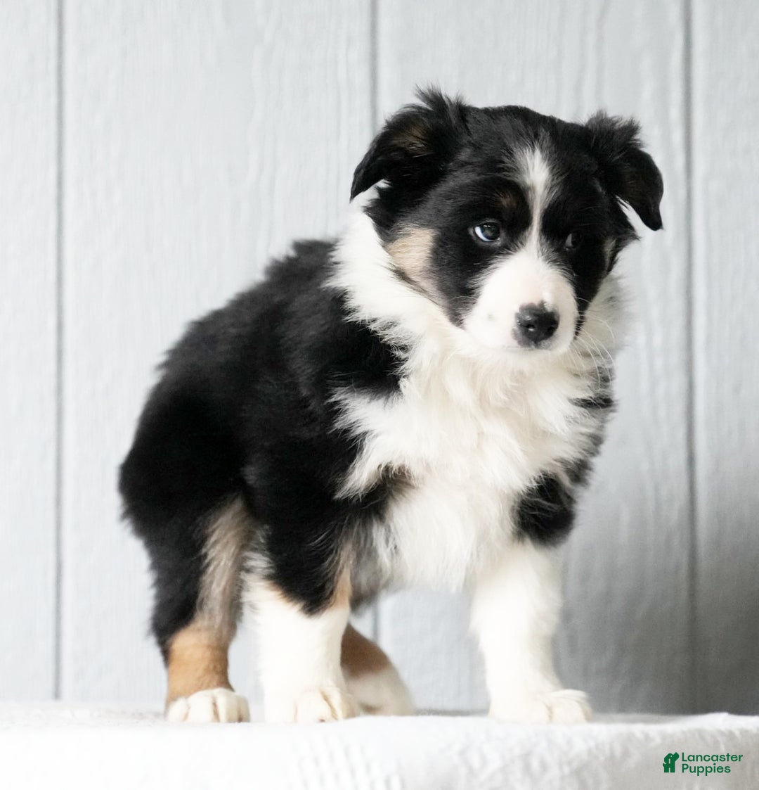 Australian Shepherd dogs for sale: Crystal - Ad 4