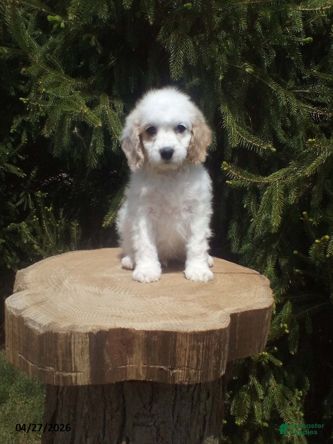 Cockapoo dogs Teddy - Ad 1