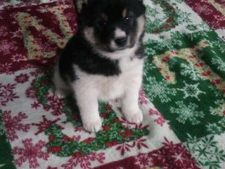 Shiba Inu dogs Sam - Ad 42