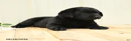 Labrador Retriever dogs for sale: Gretchen - Ad 5